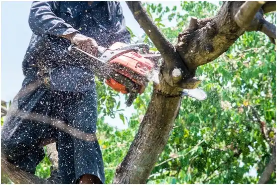 tree services Neopit